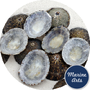 8483 - Blue Limpets - 50 Pack